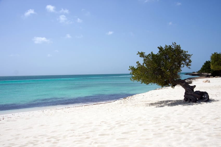 Árbol Divi Divi en Eagle Beach, Aruba