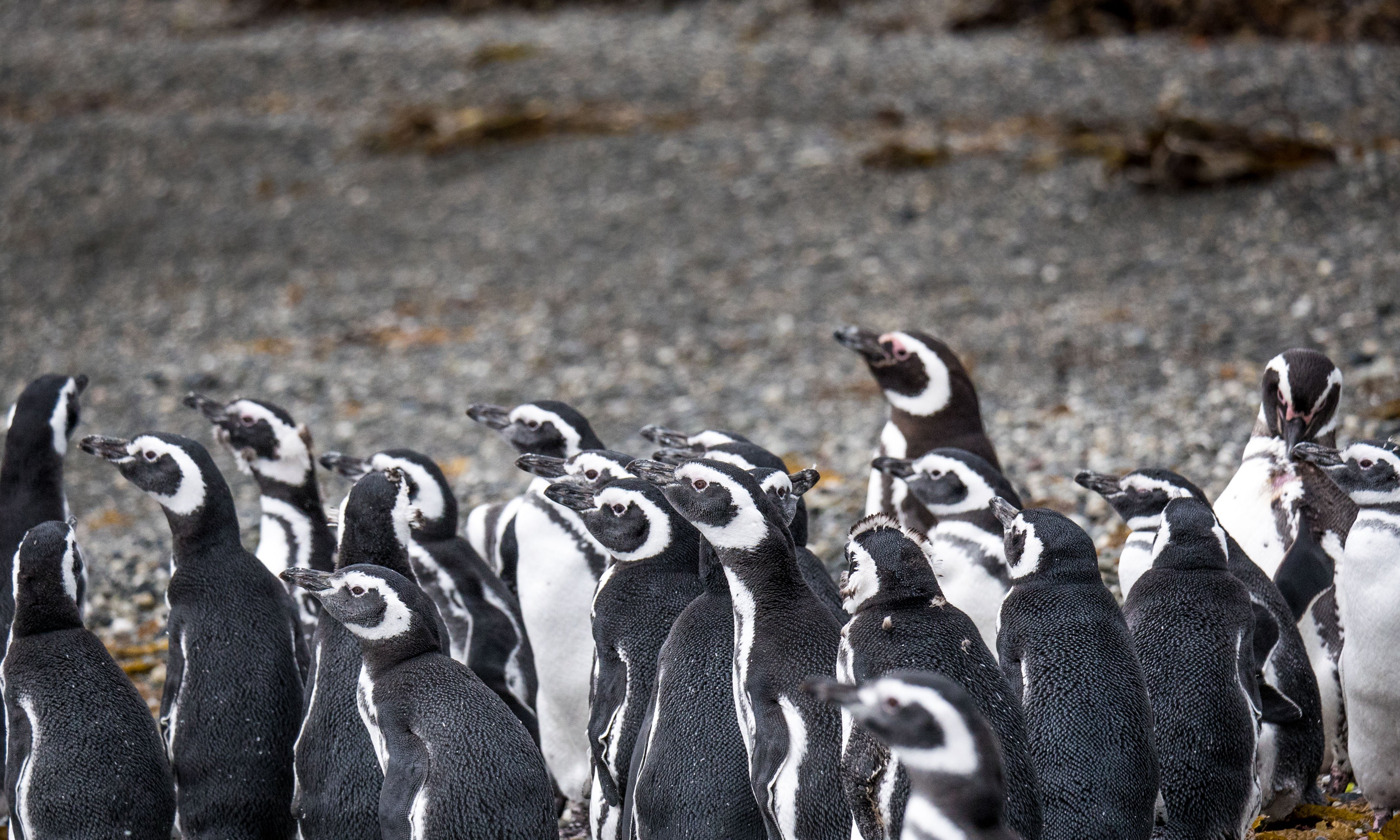 Pingüinos de Magallanes en Patagonia