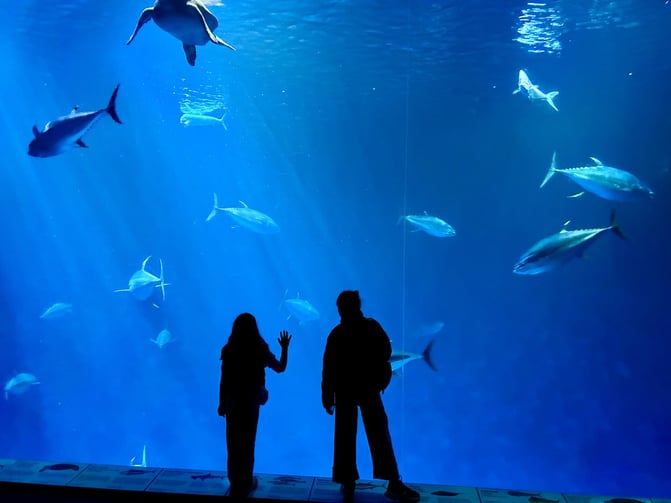 9. Monterey Acquarium