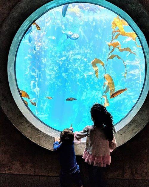 Acuario de Monterey en un roadtrip por California