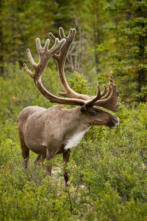 Alce en el Parque Nacional Denali en un Viaje en crucero por Alaska con Celebrity Cruises