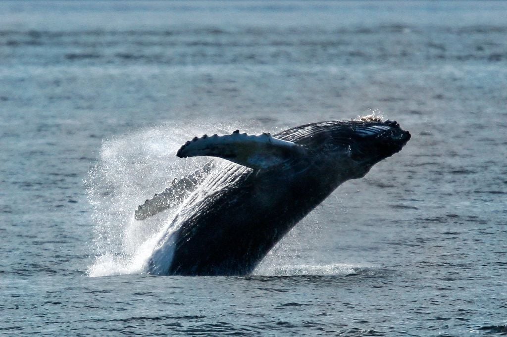 Ballena en un Viaje en crucero por Alaska con Celebrity Cruises