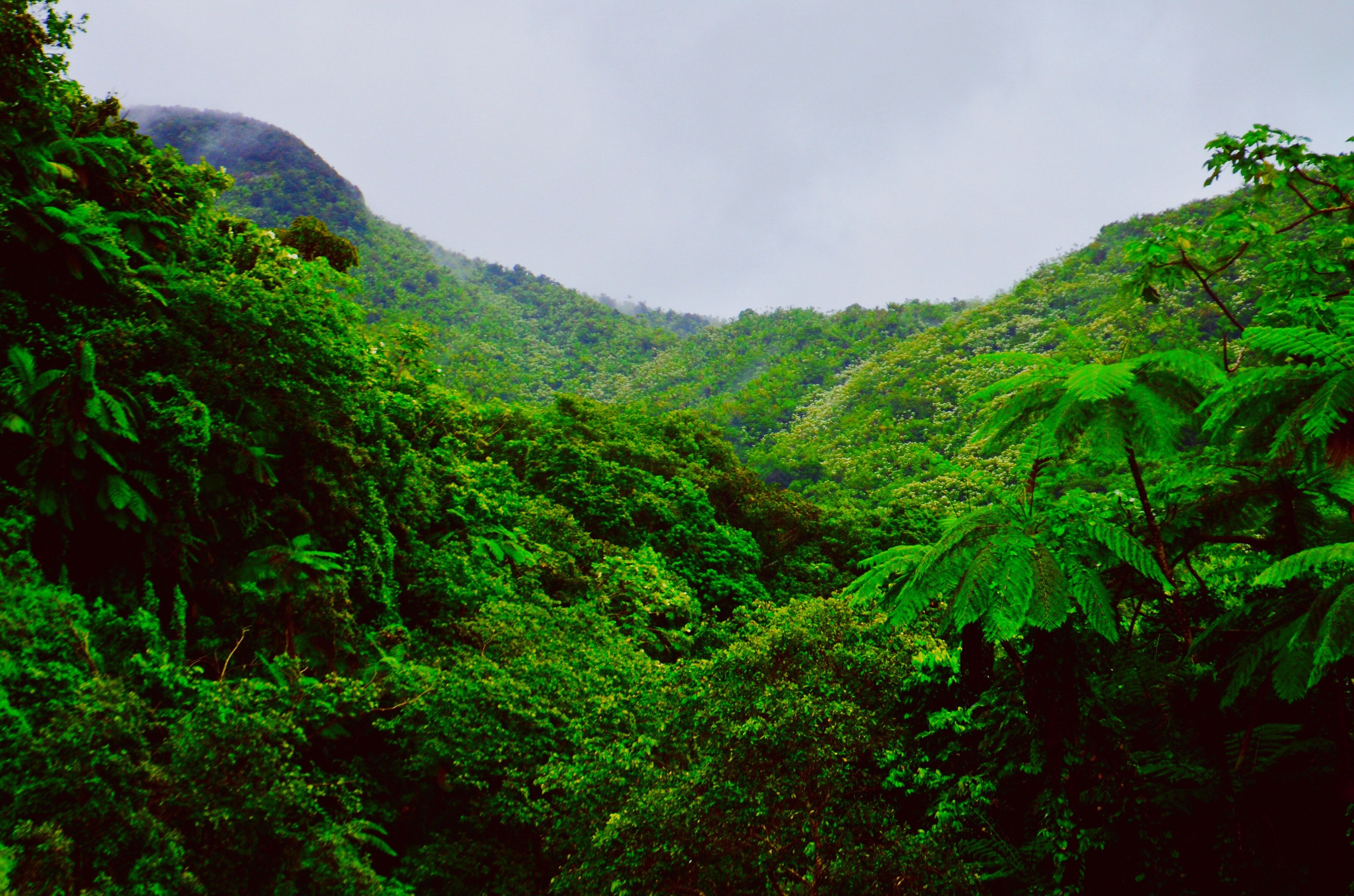 Bosque Nacional El Yunque en Puerto Rico