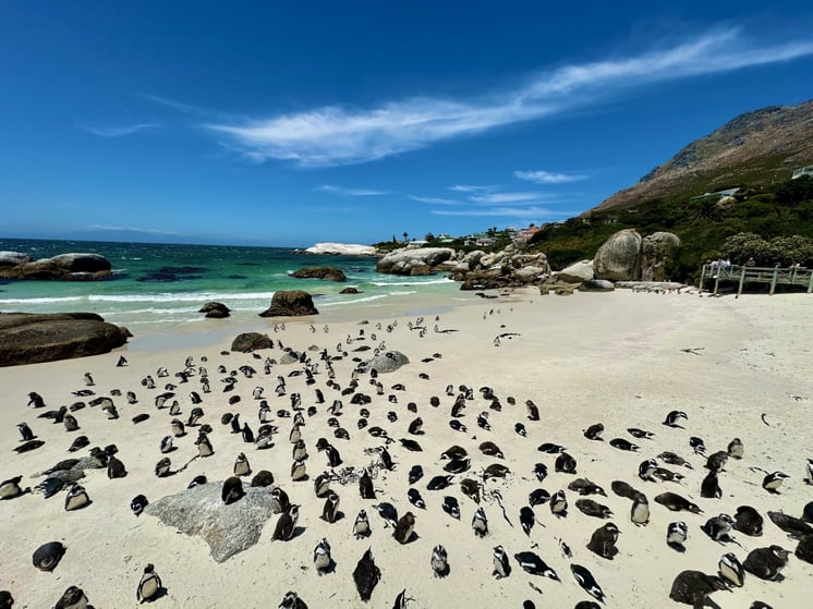 Boulders Beach 3