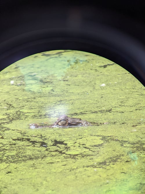 Caimán de anteojos en selva peruana