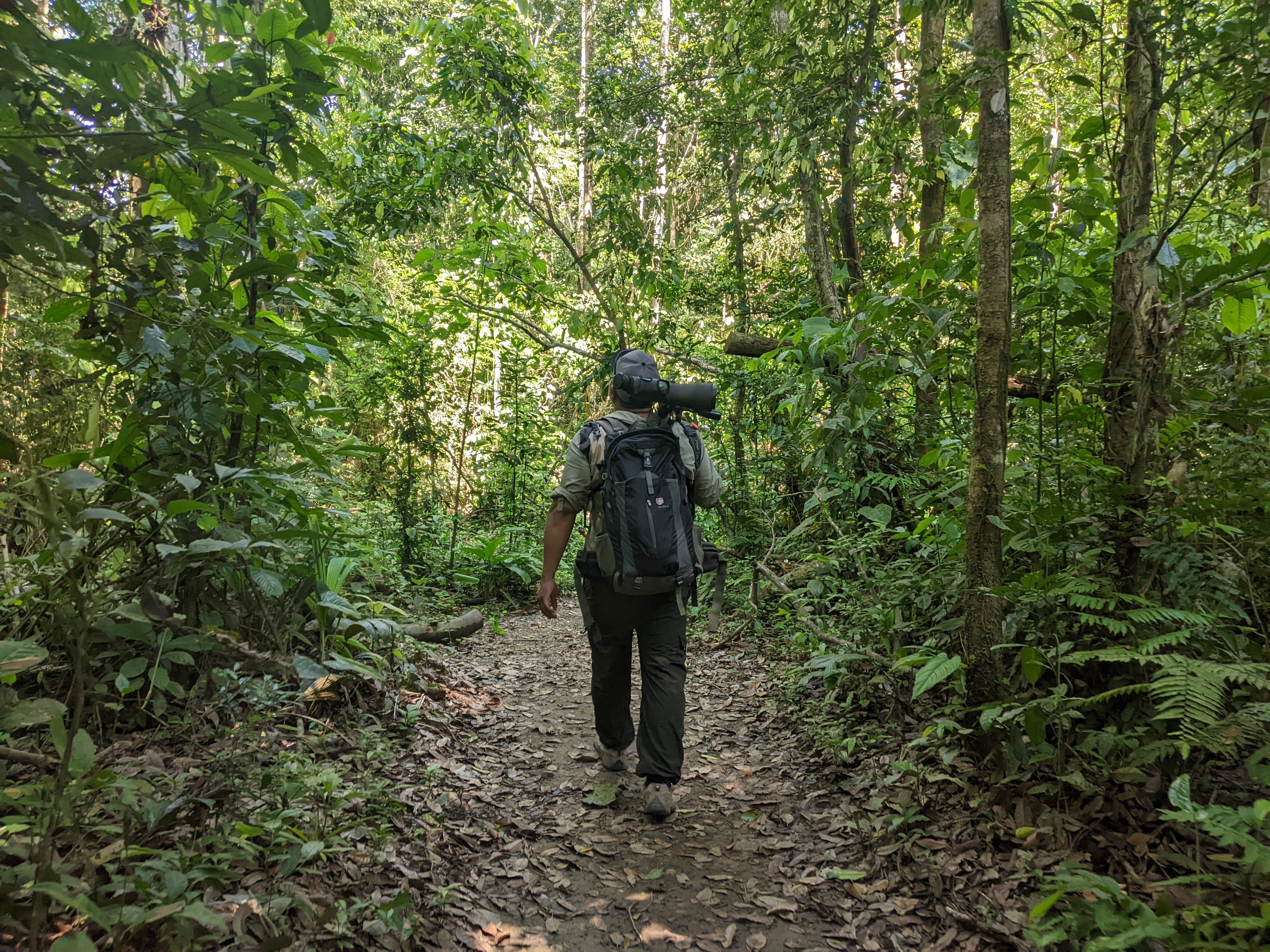 Caminata por selva amazónica de Perú