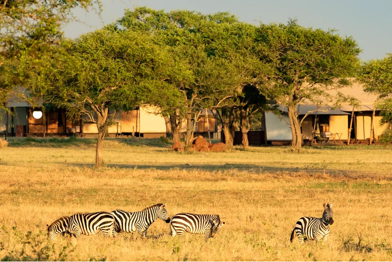 Cebras en el Singita Sabora Tented Camp, Tanzania, África