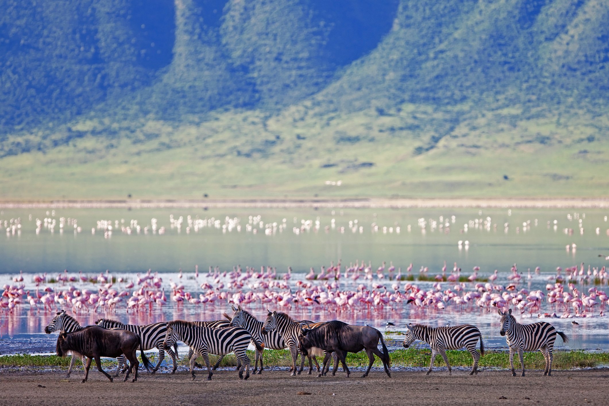 Cebras y flamencos en Ngorongoro, Tanzania, África