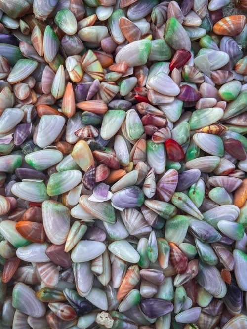 Conchitas en Bahia Honad State Park, playas en Florida