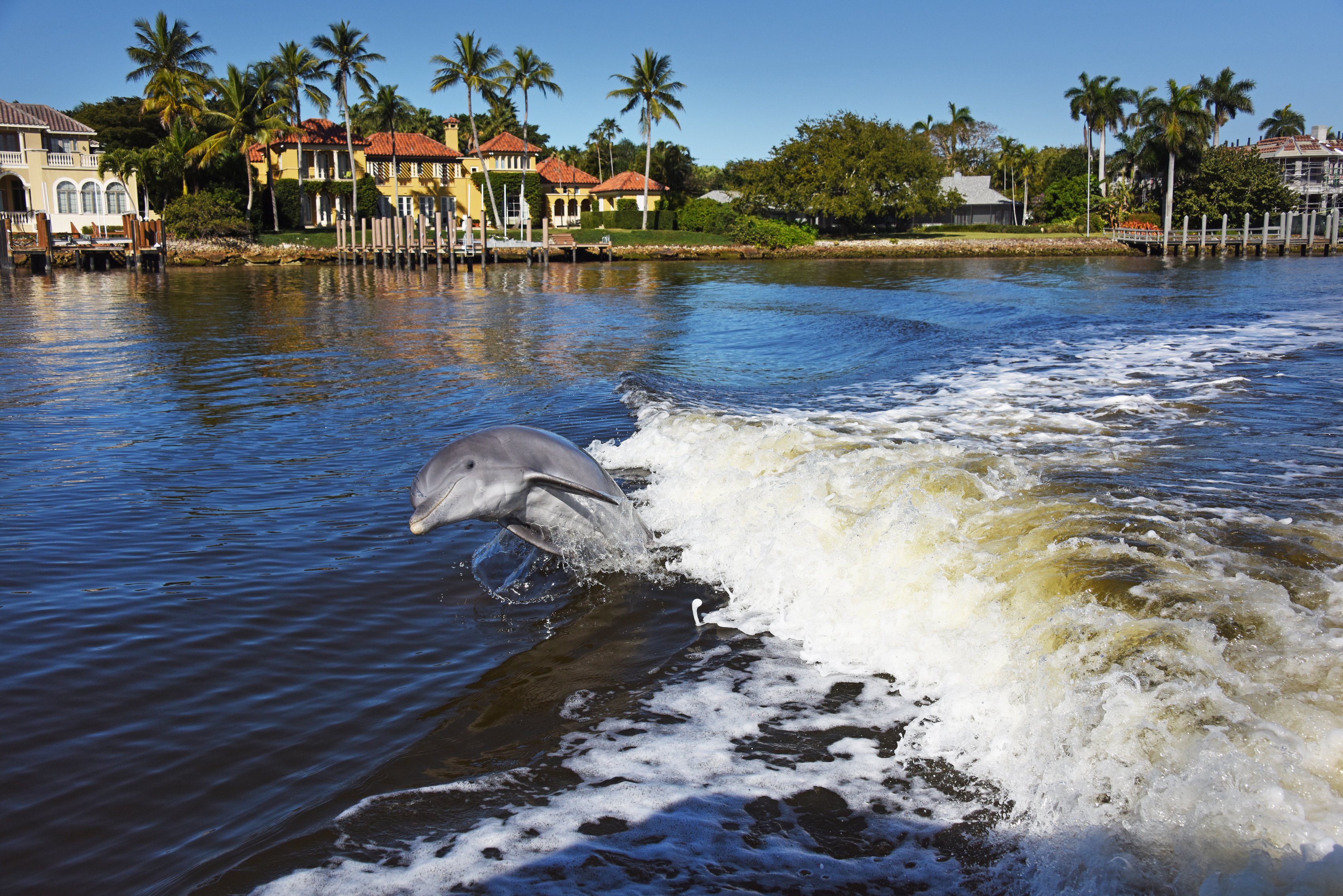 Delfín en Naples, Florida