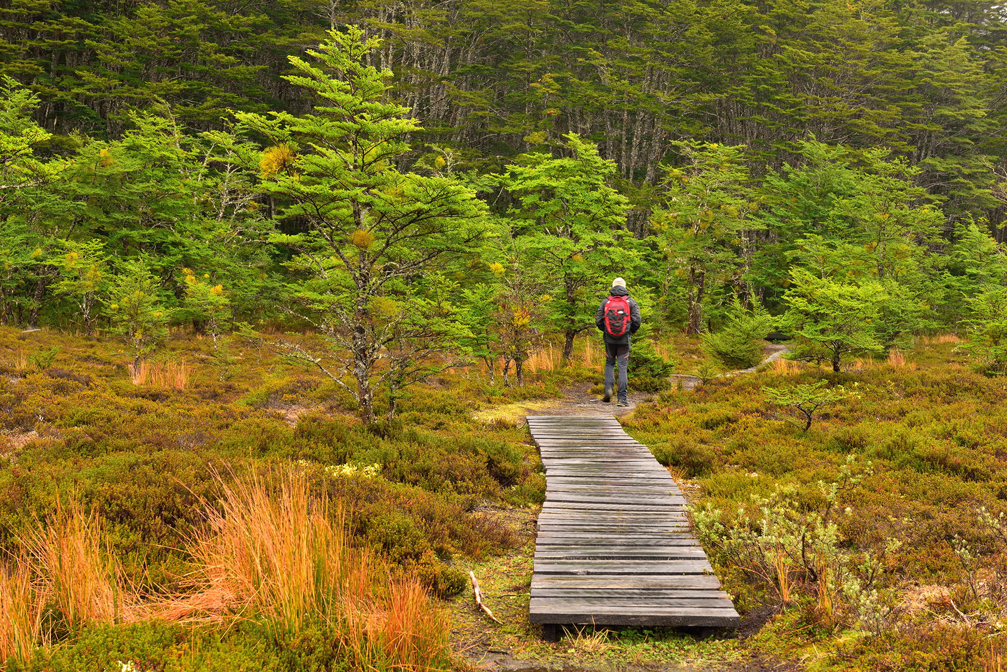 Bosque en Bahía Ainsworth en Patagonia