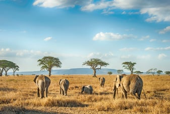 Viaje al Serengeti, Tanzania: el rey de los safaris en África