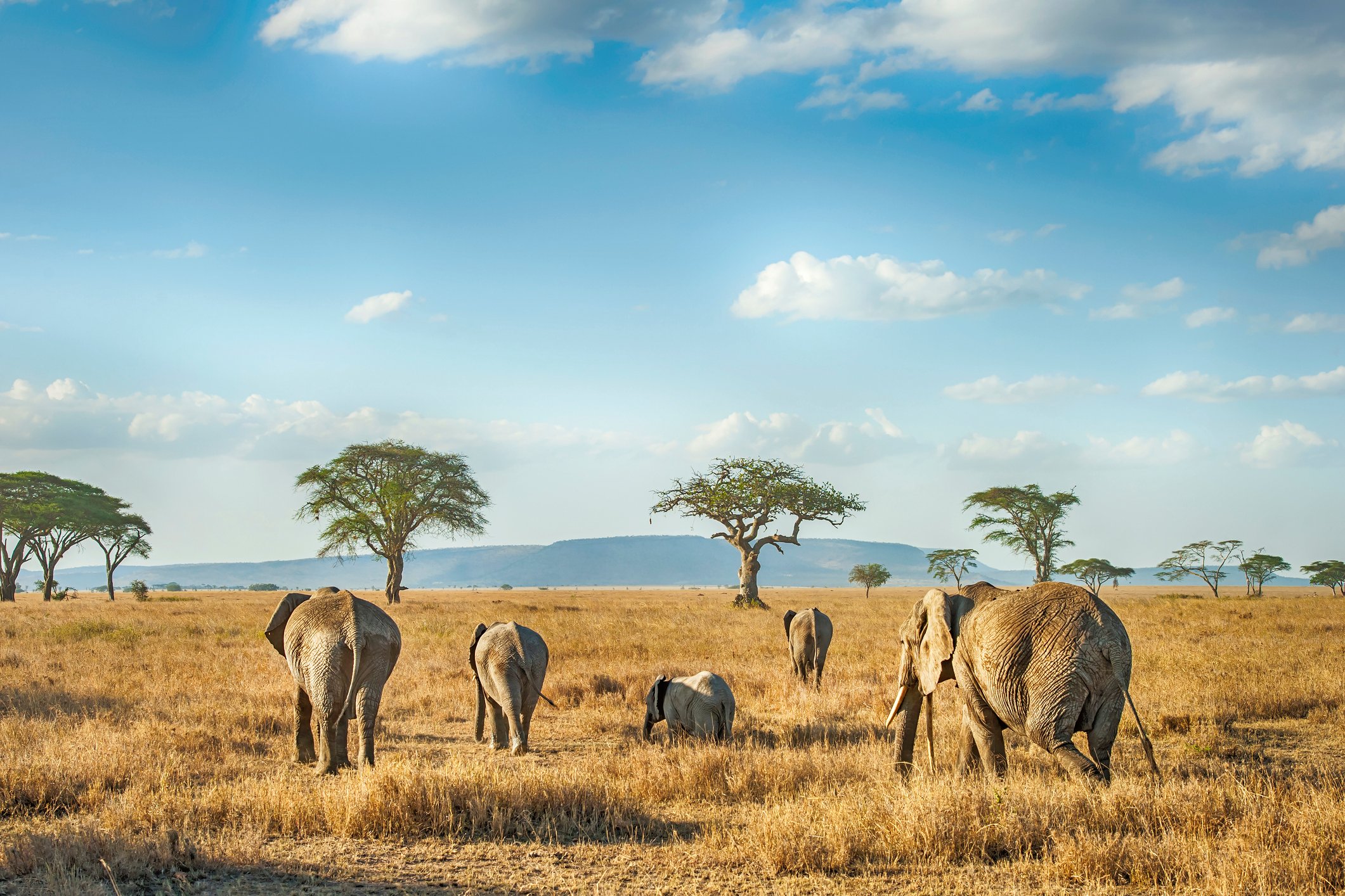 Elefantes en el Parque Nacional Serengeti, Tanzania, África