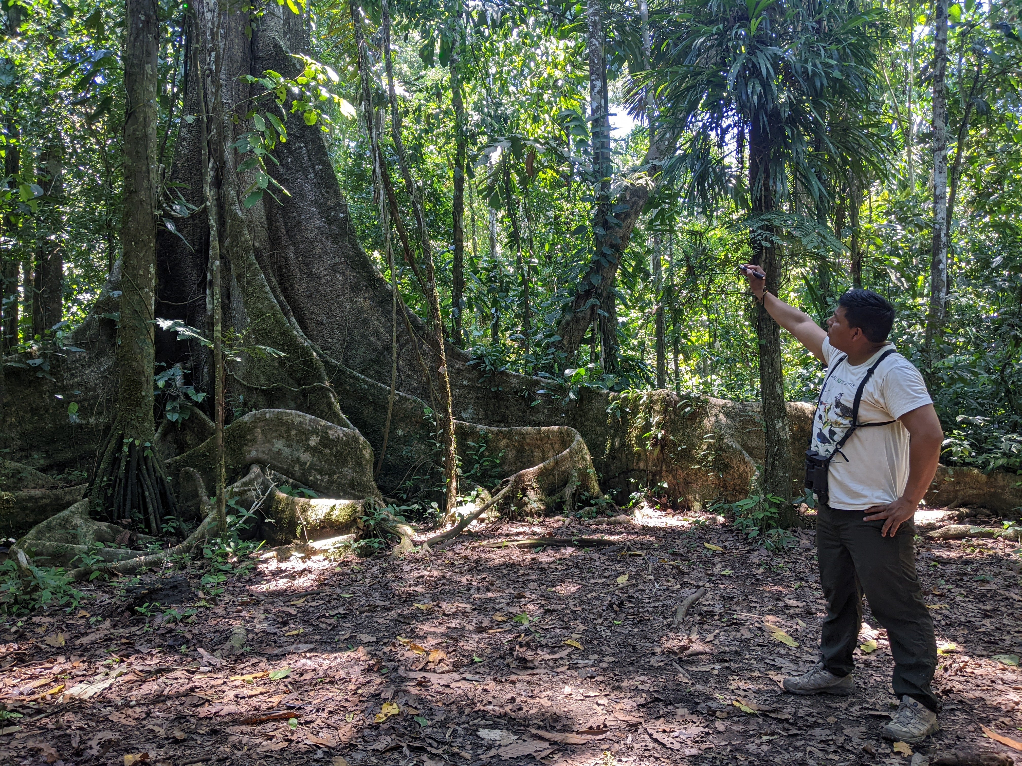 Ficus estrangulador en selva peruana