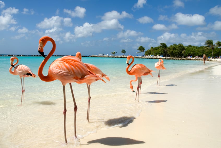 Flamencos en Flamingo Beach de Aruba