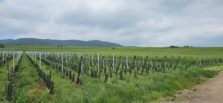 Foto 5 viñedos
