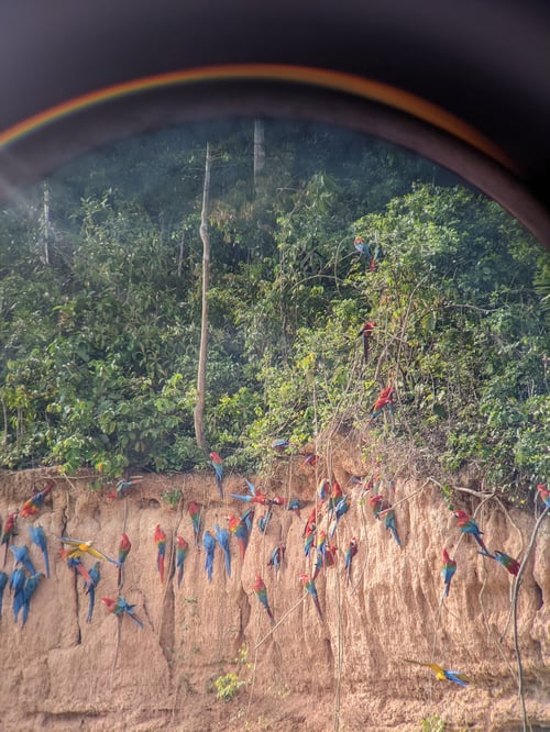 Guacamayos en Reserva Nacional Tambopata