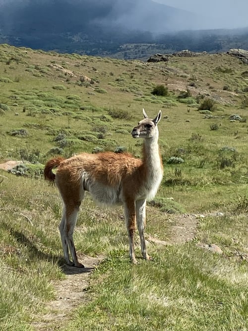 Guanaco en Parque Nacional Torres del Paine