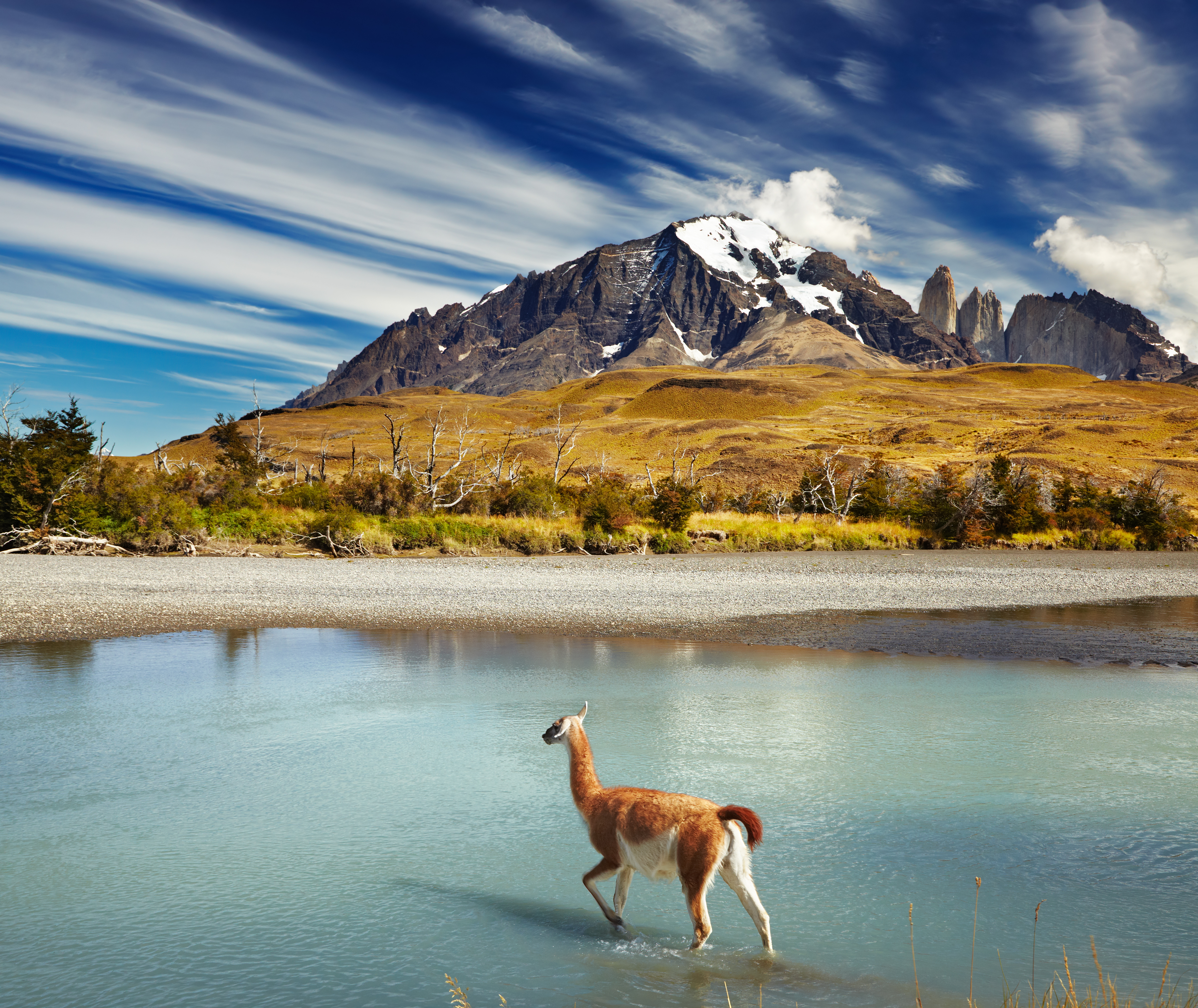 Guanaco en Torres del Paine en una excursión desde Hotel Tierra Patagonia