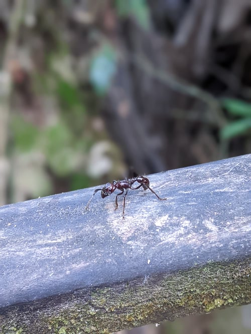 Hormiga isula en Amazonía peruana