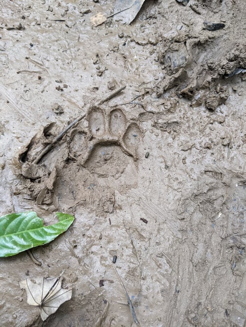 Huella de ocelote en selva amazónica de Perú