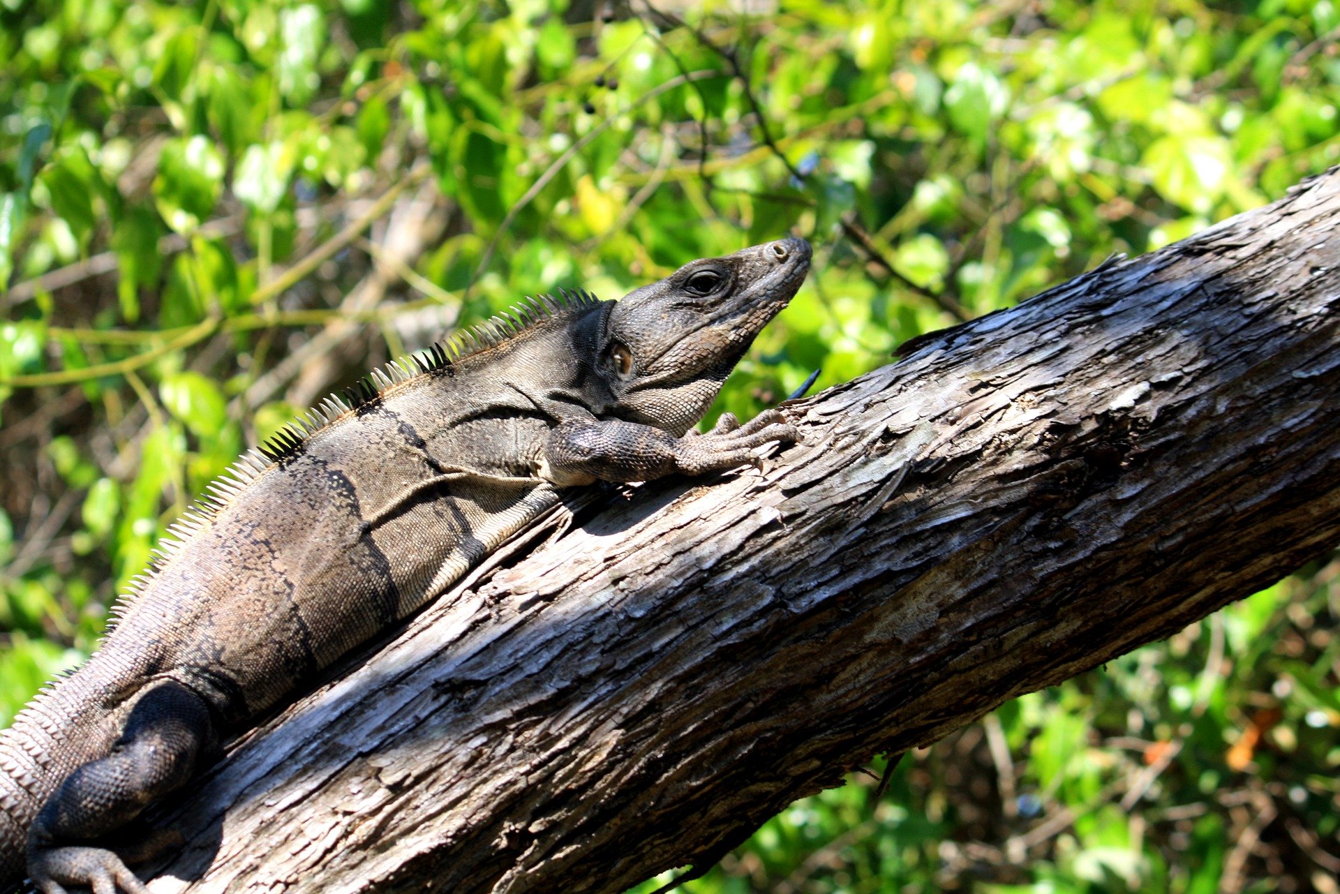 Iguana en Holbox, playas del Caribe