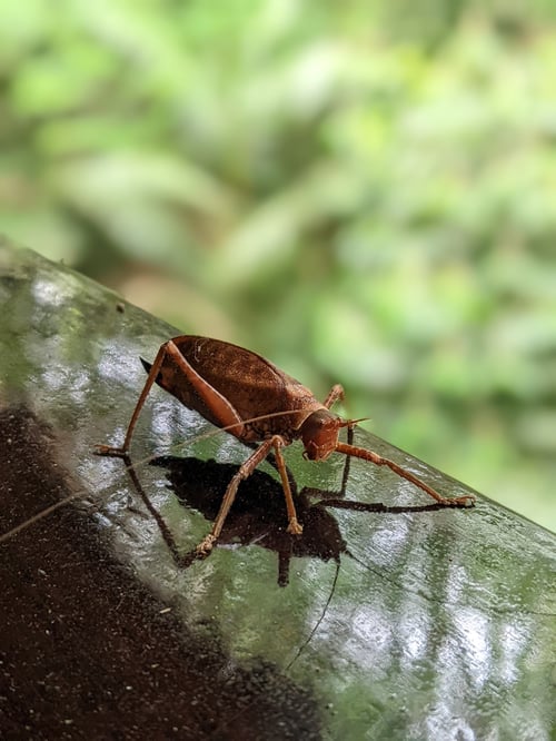 Insecto en selva amazónica de Perú