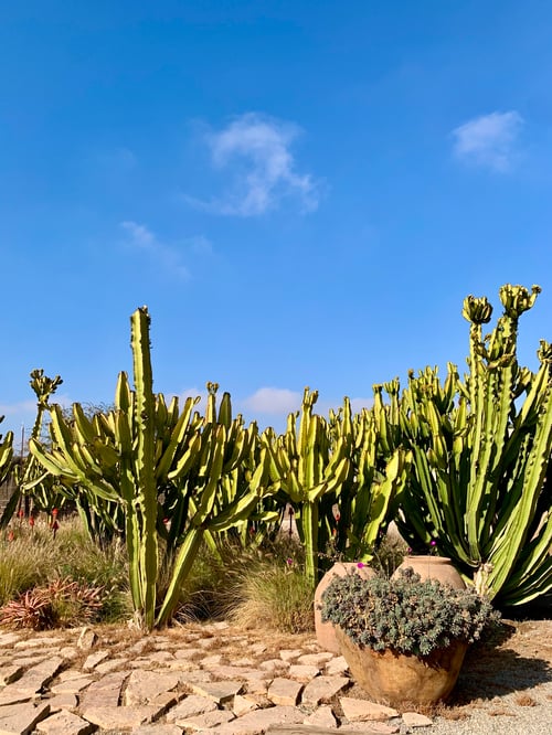 Jardines del Hotel Wara en el desierto de Atacama