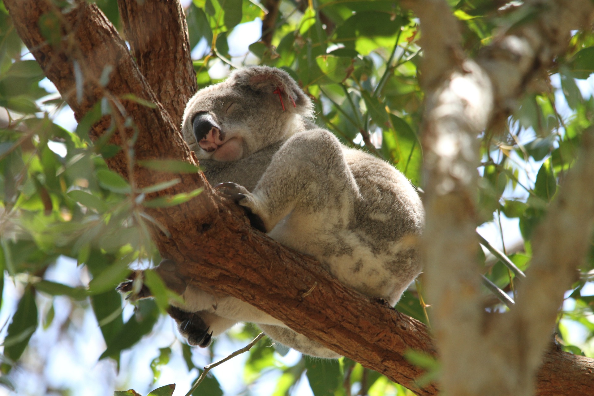 Koala durmiendo en un árbol en Australia