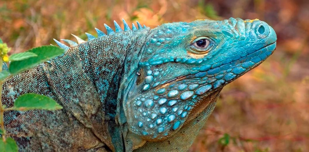 Lagarto de color azul en Islas Caimán