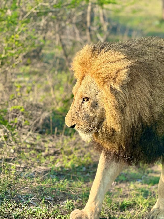 León cerca Sabi Sand