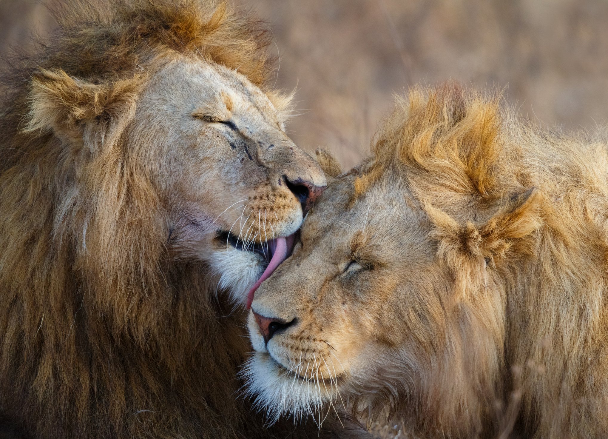 Leones en Ngorongoro, Tanzania, África-1