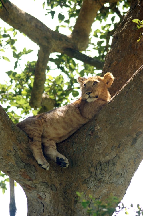 Leones trepadores en Tanzania, África