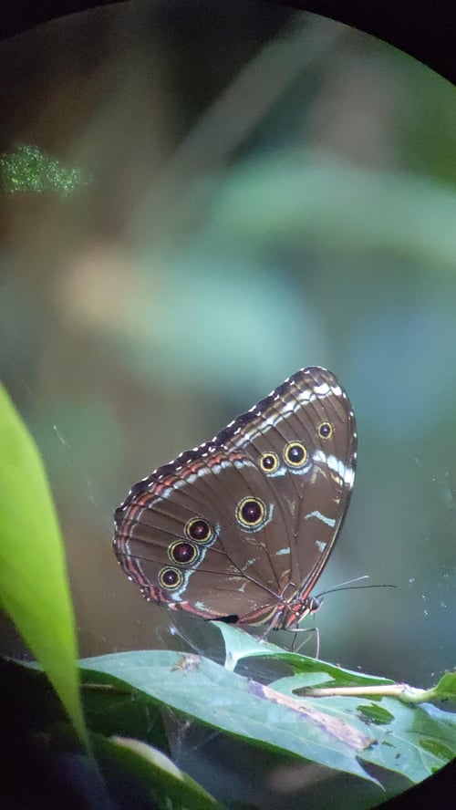 Mariposa en selva peruana