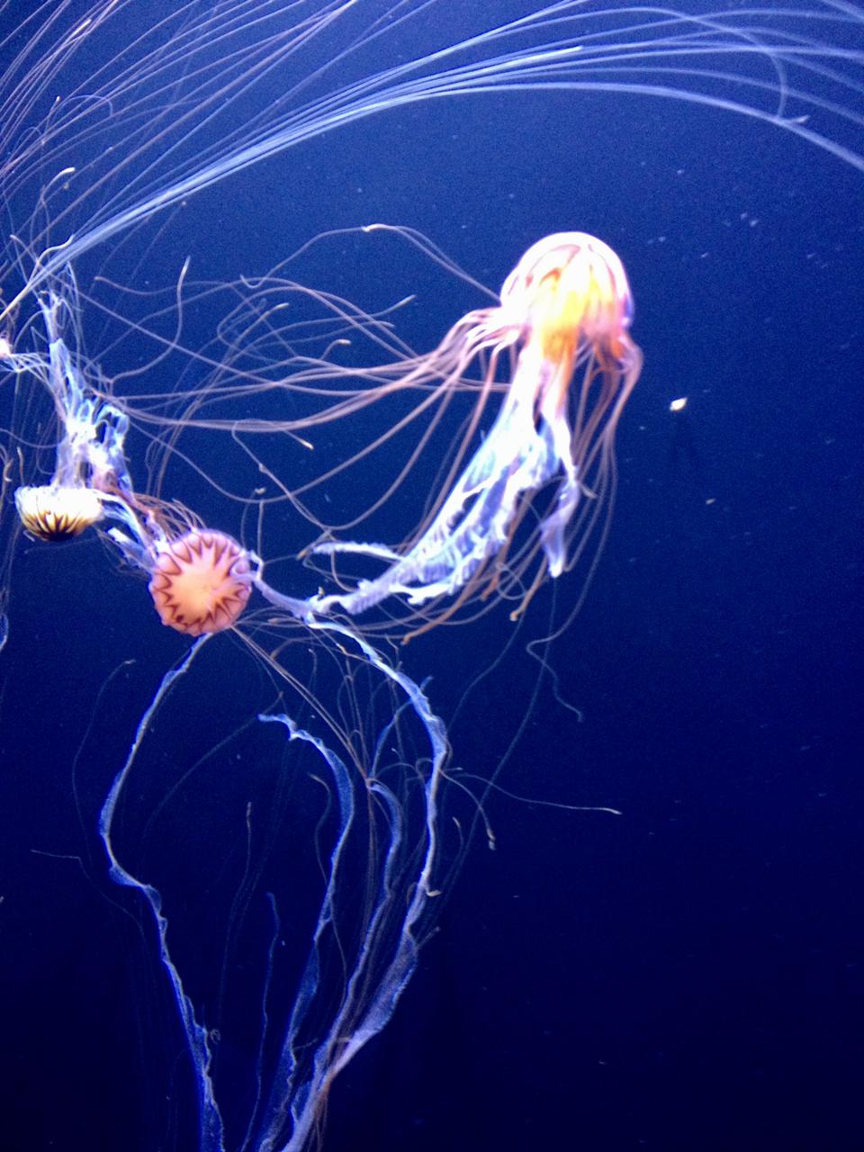 Medusas en el Acuario de la Bahía en San Francisco, California, Estados Unidos