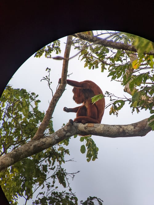 Mono aullador en Reserva Nacional Tambopata