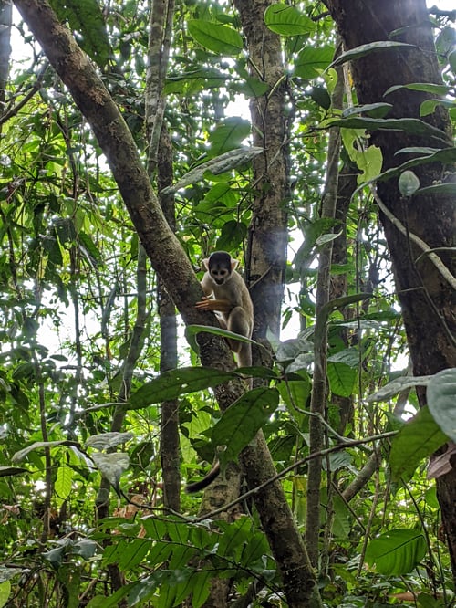 Mono fraile en selva peruana