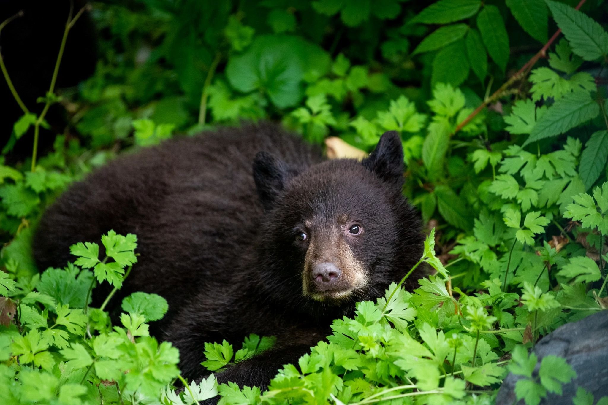 Oso en un Viaje en crucero por Alaska con Celebrity Cruises