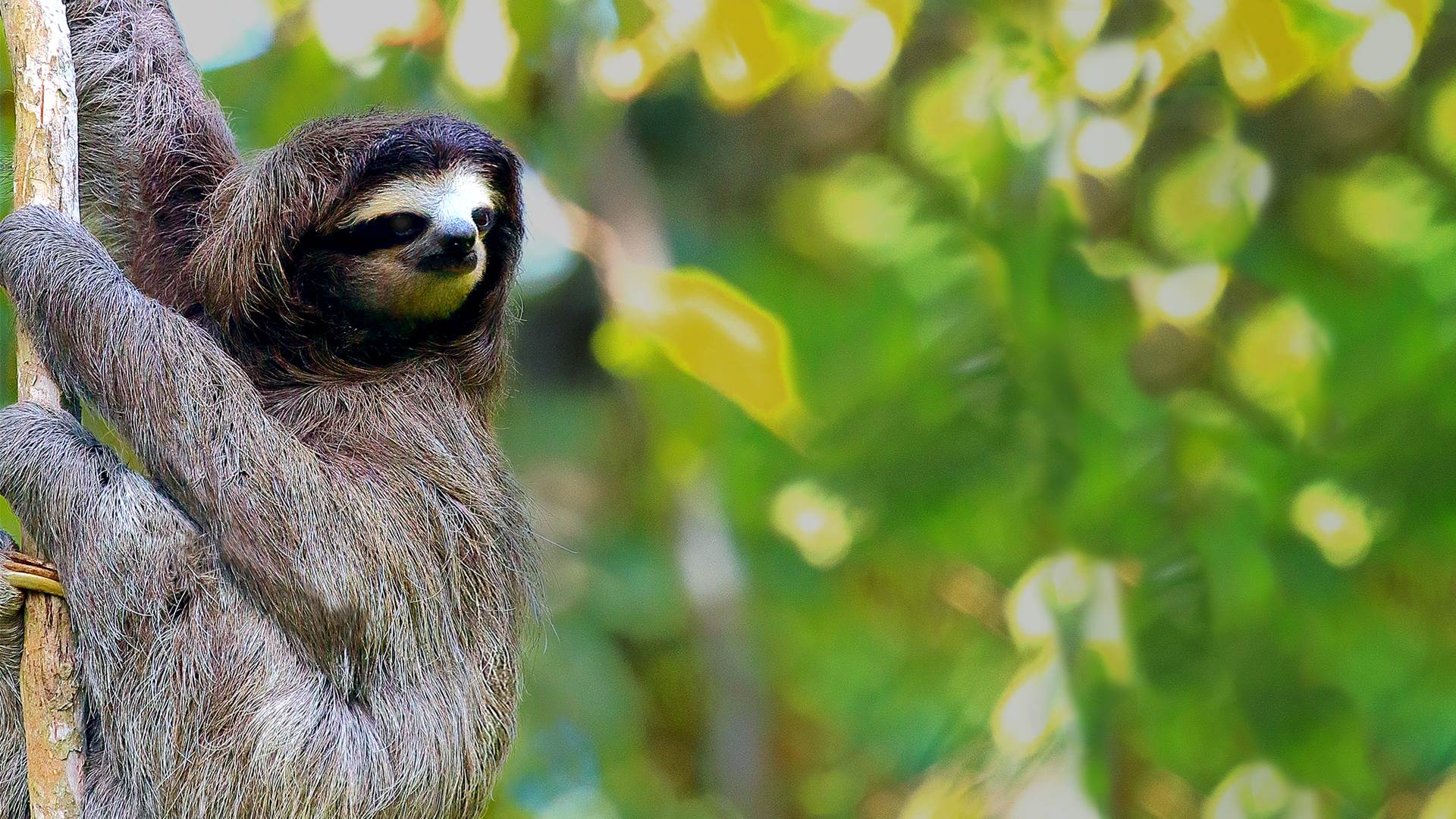 Oso perezoso en un viaje a Costa Rica