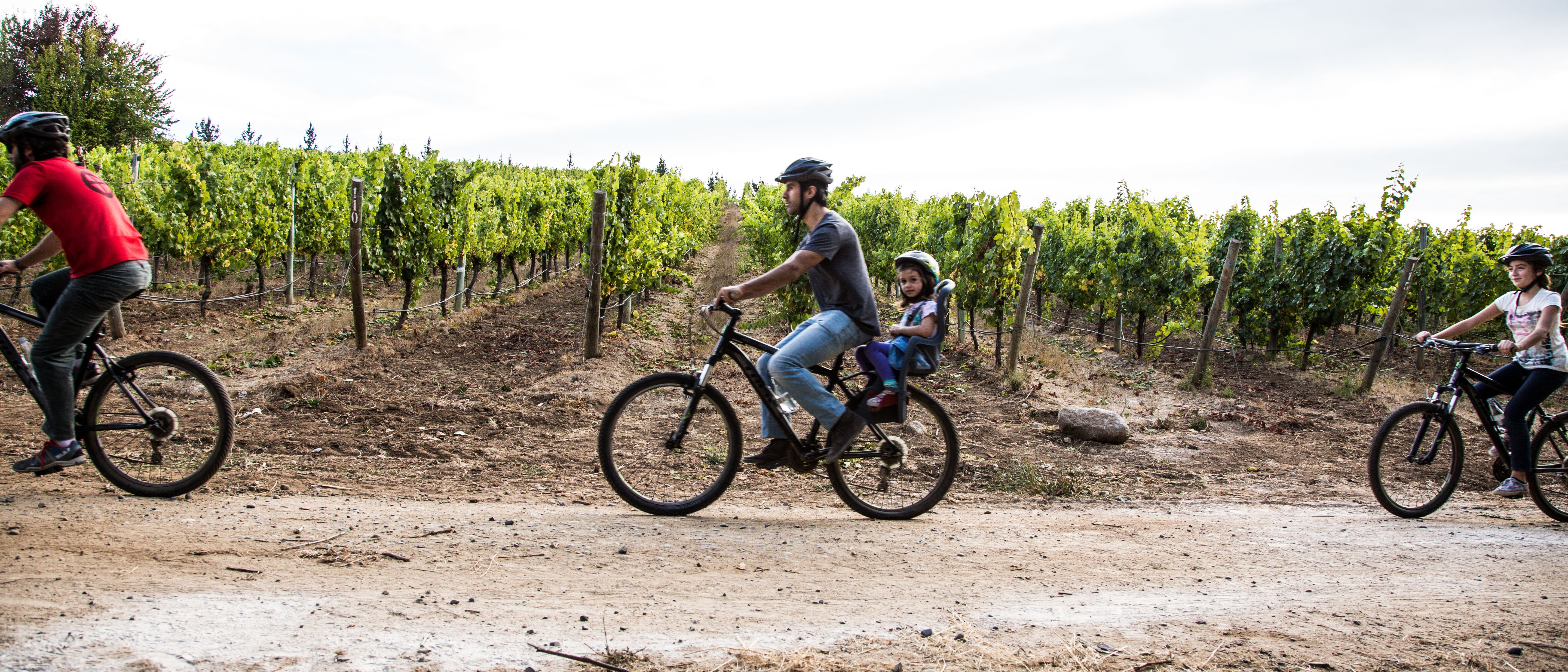 Cuatro personas paseando en bicicleta entre los viñedos de Viña Matetic