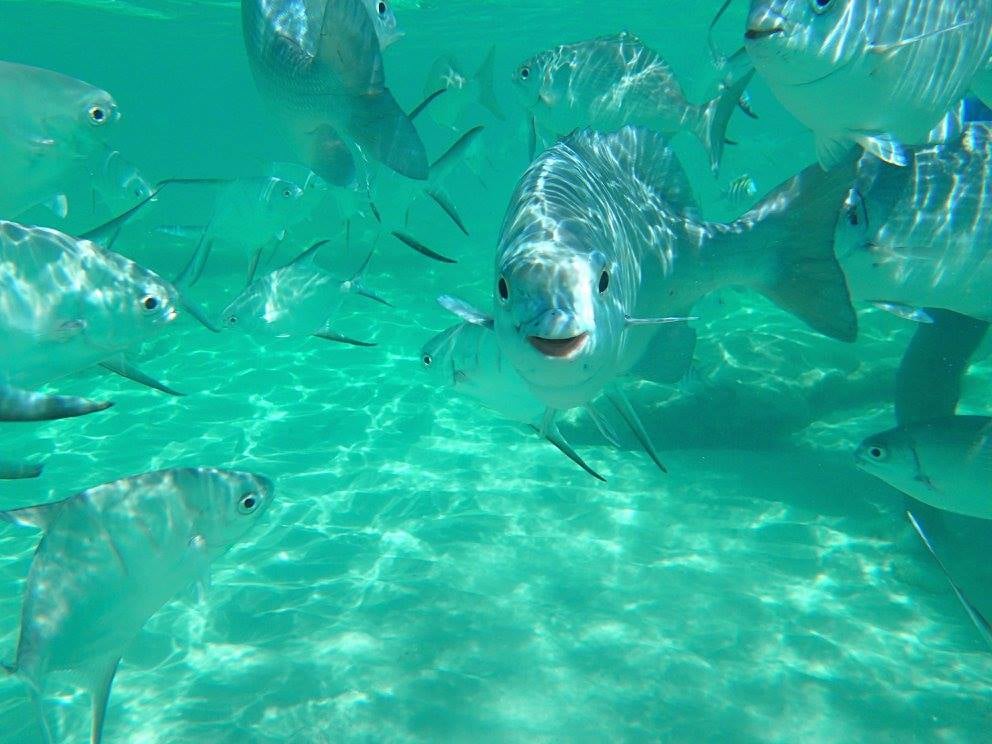 Grupo de peces bajo el mar en Islas Caimán