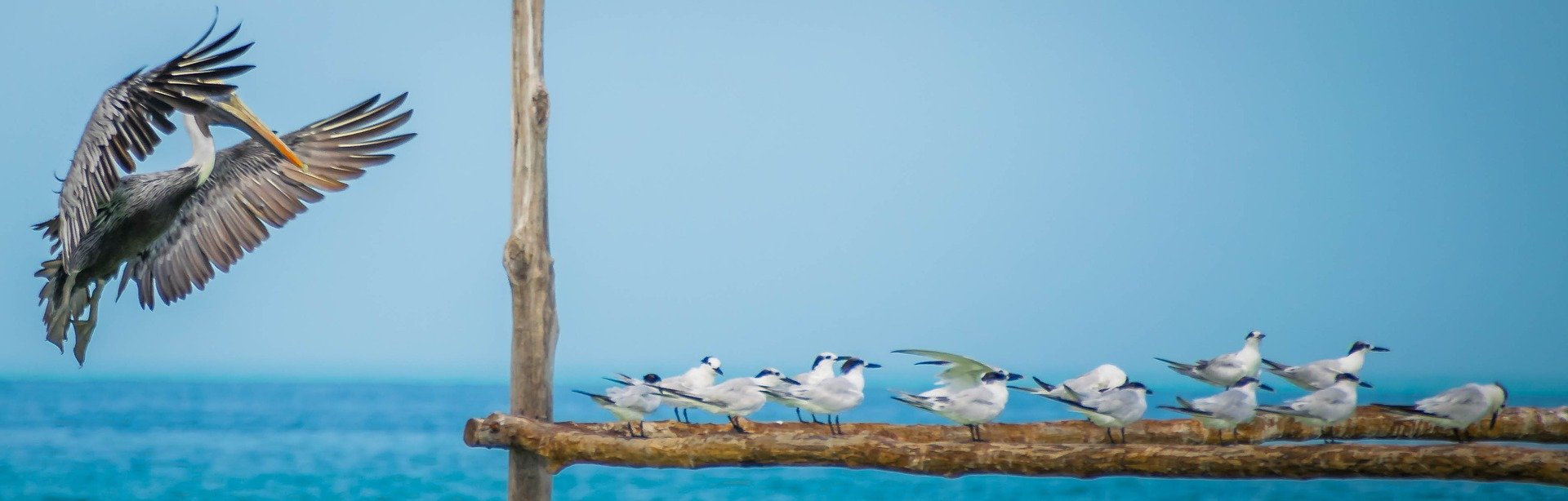 Pelícano y gaviotas en Holbox, playas del Caribe