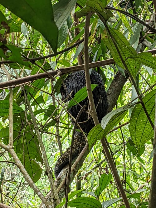 Puercoespín bicolor en selva amazónica