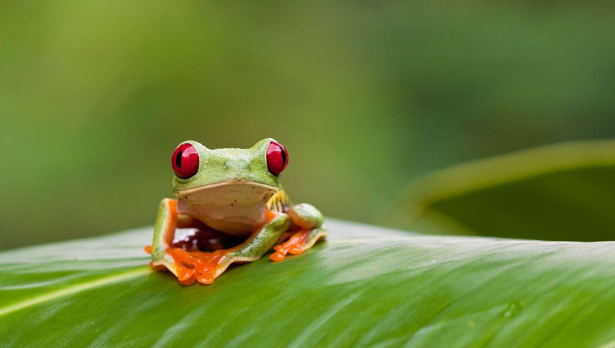Rana en un viaje a Costa Rica