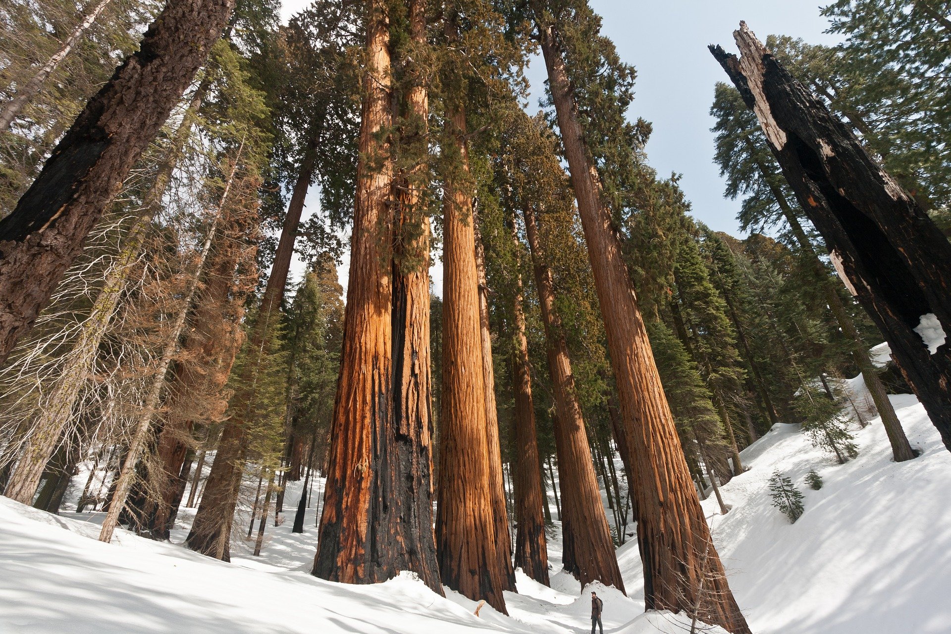 Sequoia National Park en un road trip por California