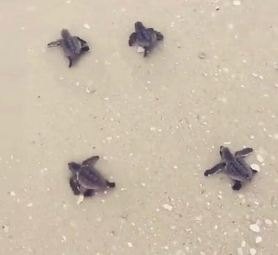 Cuatro pequeñas tortugas en la arena en Islas Caimán