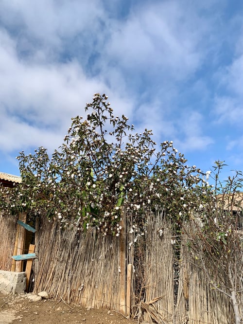 Totoral árbol de algodón en el desierto de Atacama