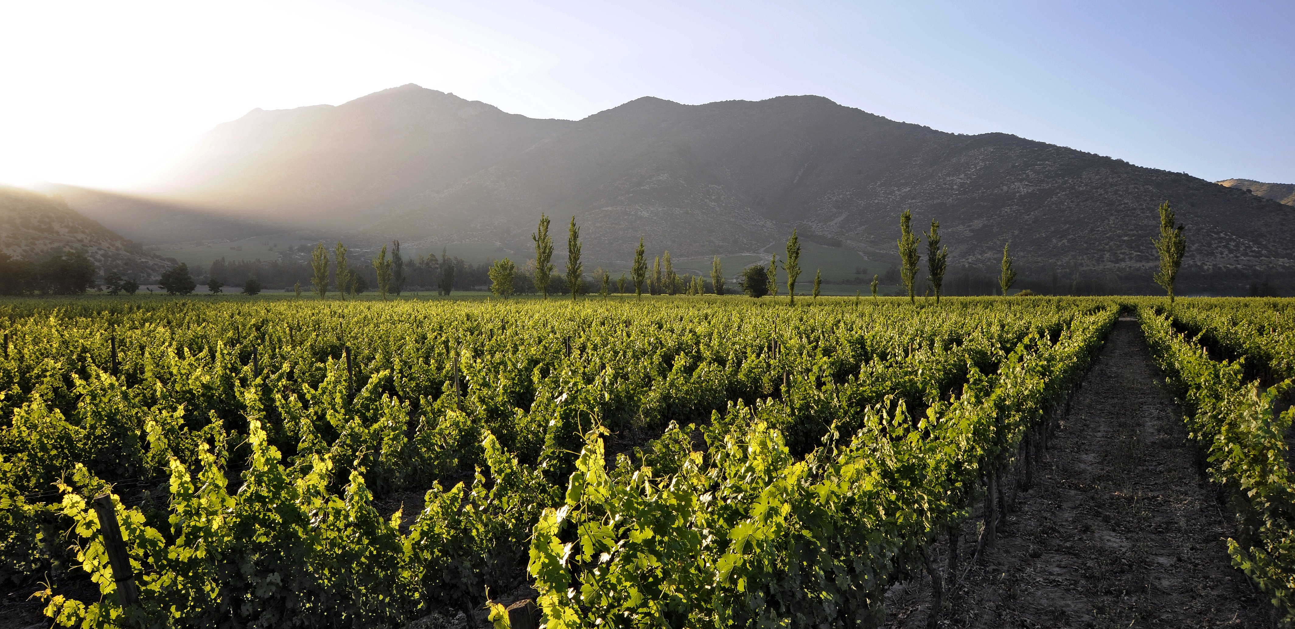 Viñedos en Viña Santa Rita