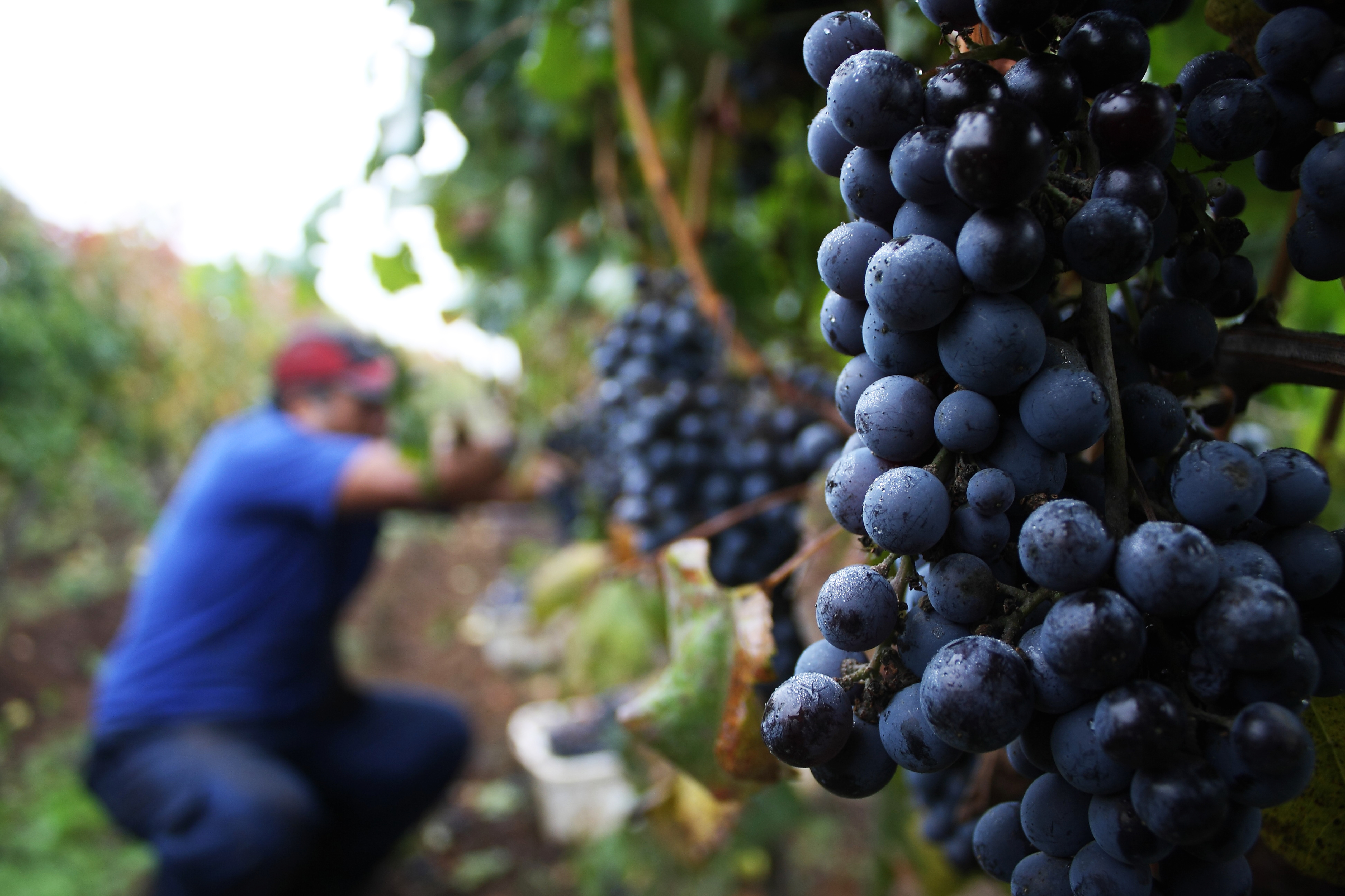 Viñas de la Región del Maule