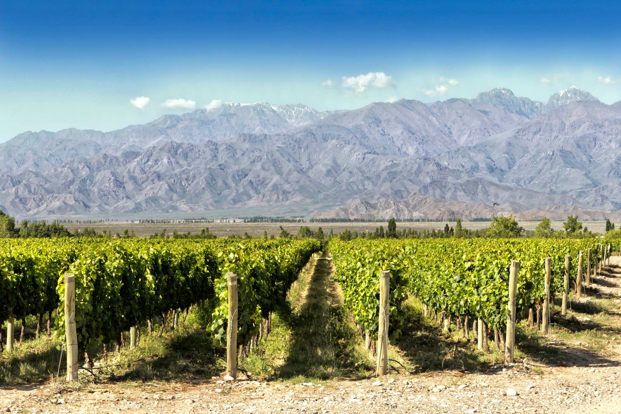 Viñedos en Mendoza, Argentina
